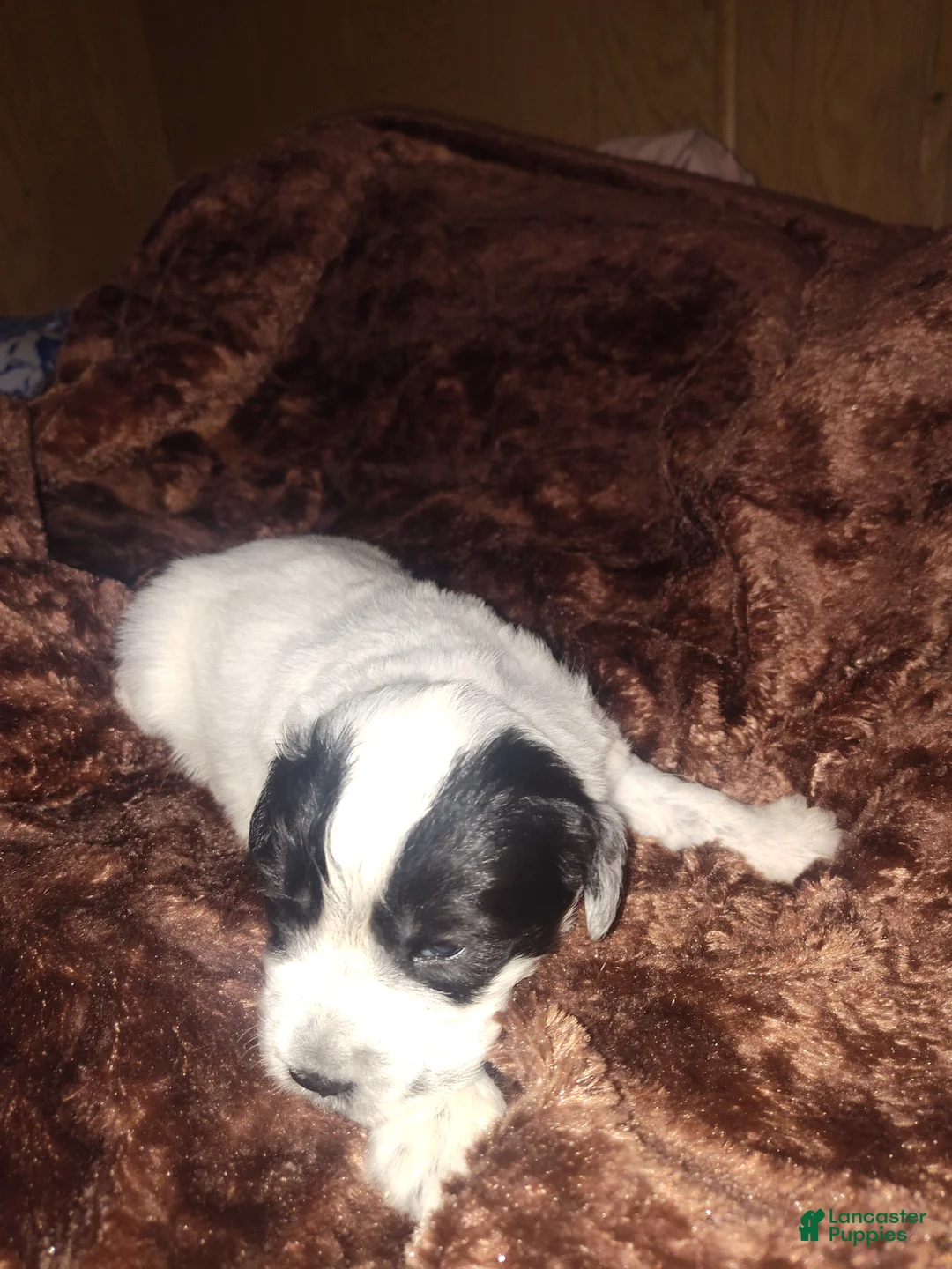 Sheepadoodle dogs for sale: Sheepadoodle Puppy 4 - Ad 1