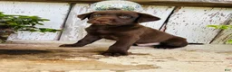 Labrador Retriever dogs for sale: Cooper - Ad 7