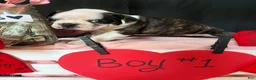 Boston Terrier dogs for sale: Boston Terrier Puppy 1 - Ad 8