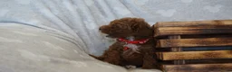 Miniature Poodle dogs for sale: Flora - Ad 7
