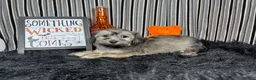 Havanese dogs for sale: Havanese 1 - Ad 5