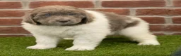 Newfoundland dogs for sale: Alexus - Ad 4