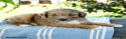 Aussiedoodle dogs for sale: Minnie - Ad 3