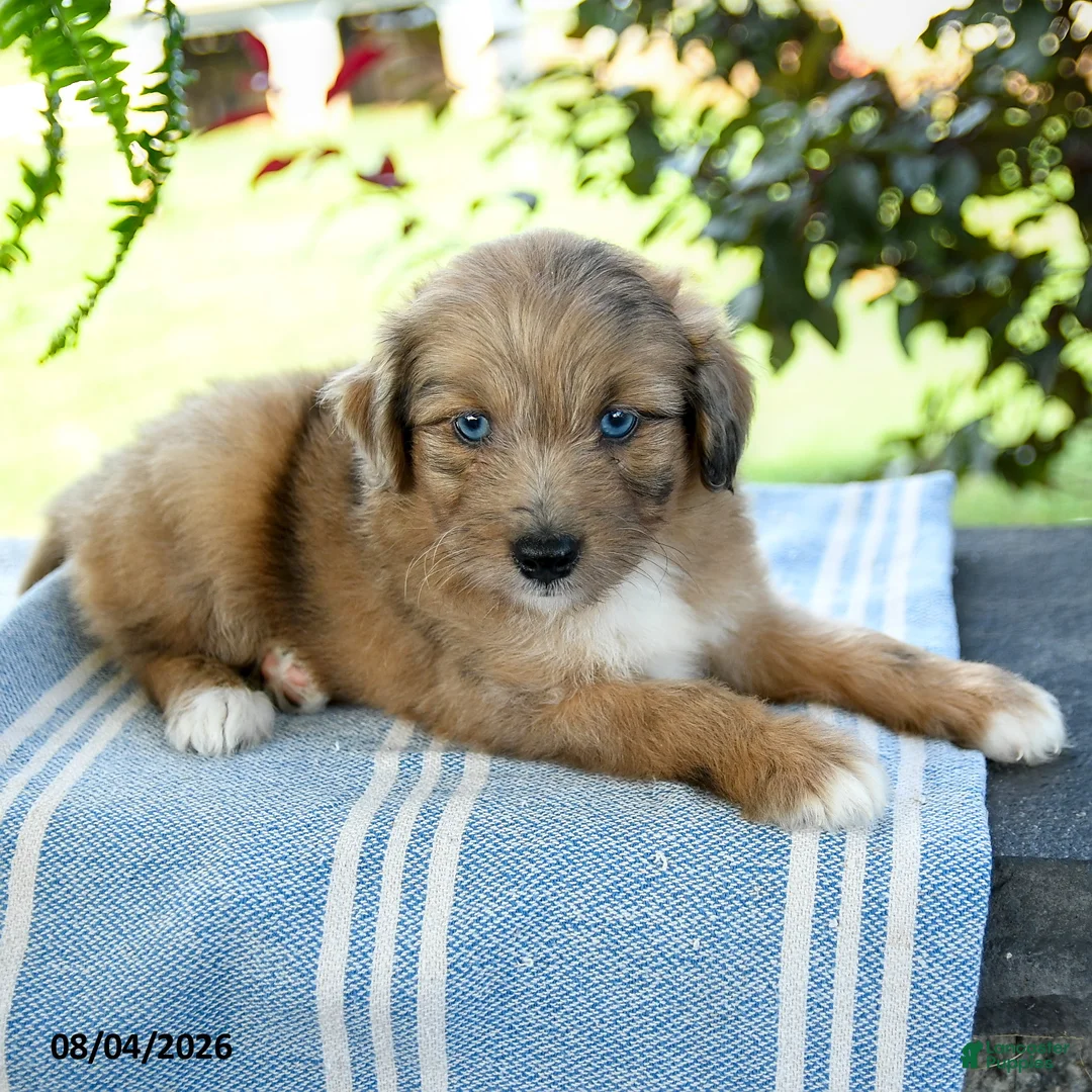 Aussiedoodle dogs for sale: Minnie - Ad 3