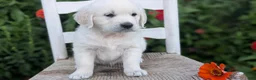 Golden Retriever dogs for sale: Bella - Ad 3