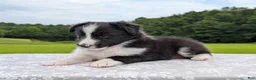 Shetland Sheepdog dogs for sale: Tucker - Ad 4