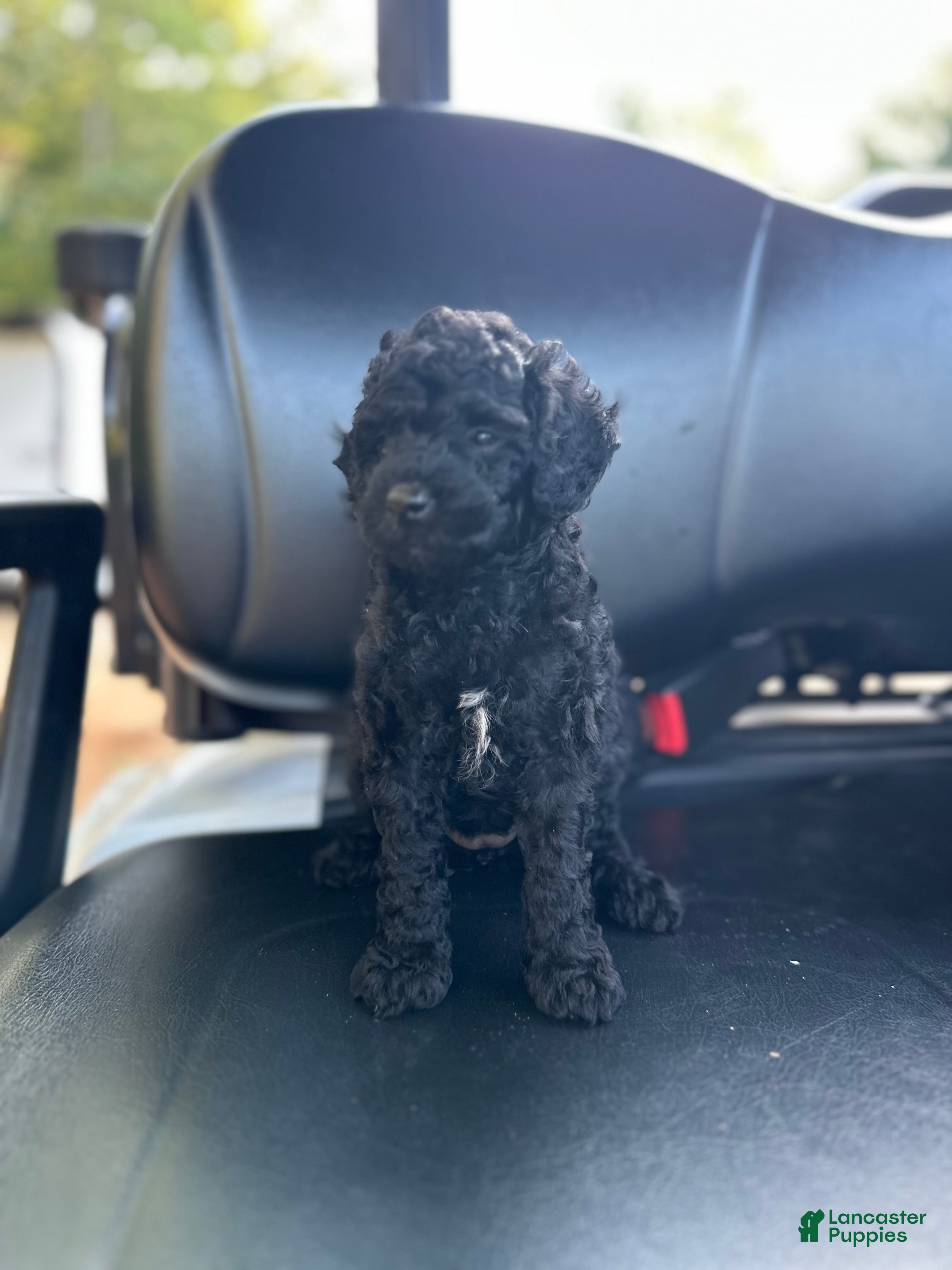 Toy Poodle dogs Jetta - Ad 2