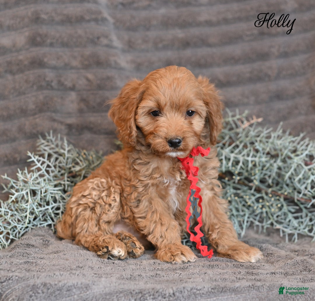 Cockapoo dogs for sale: Holly - Ad 7