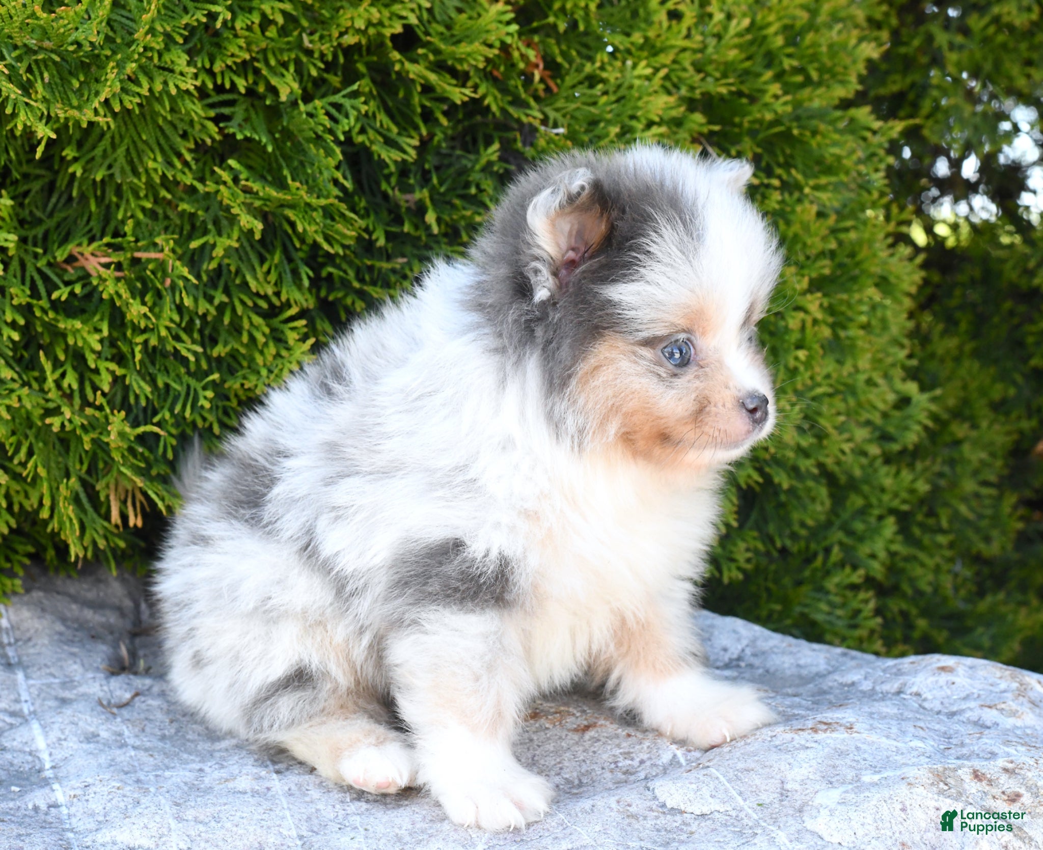 Pomeranian dogs Alex - Ad 2