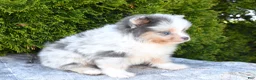 Pomeranian dogs for sale: Alex - Ad 2