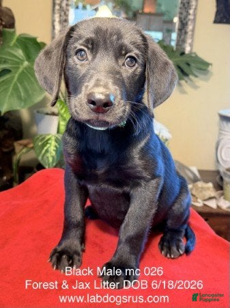 Labrador Retriever dogs Boy 2 - Ad 15