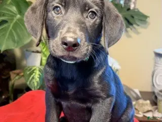 Labrador Retriever dogs Boy 2 - Ad 15