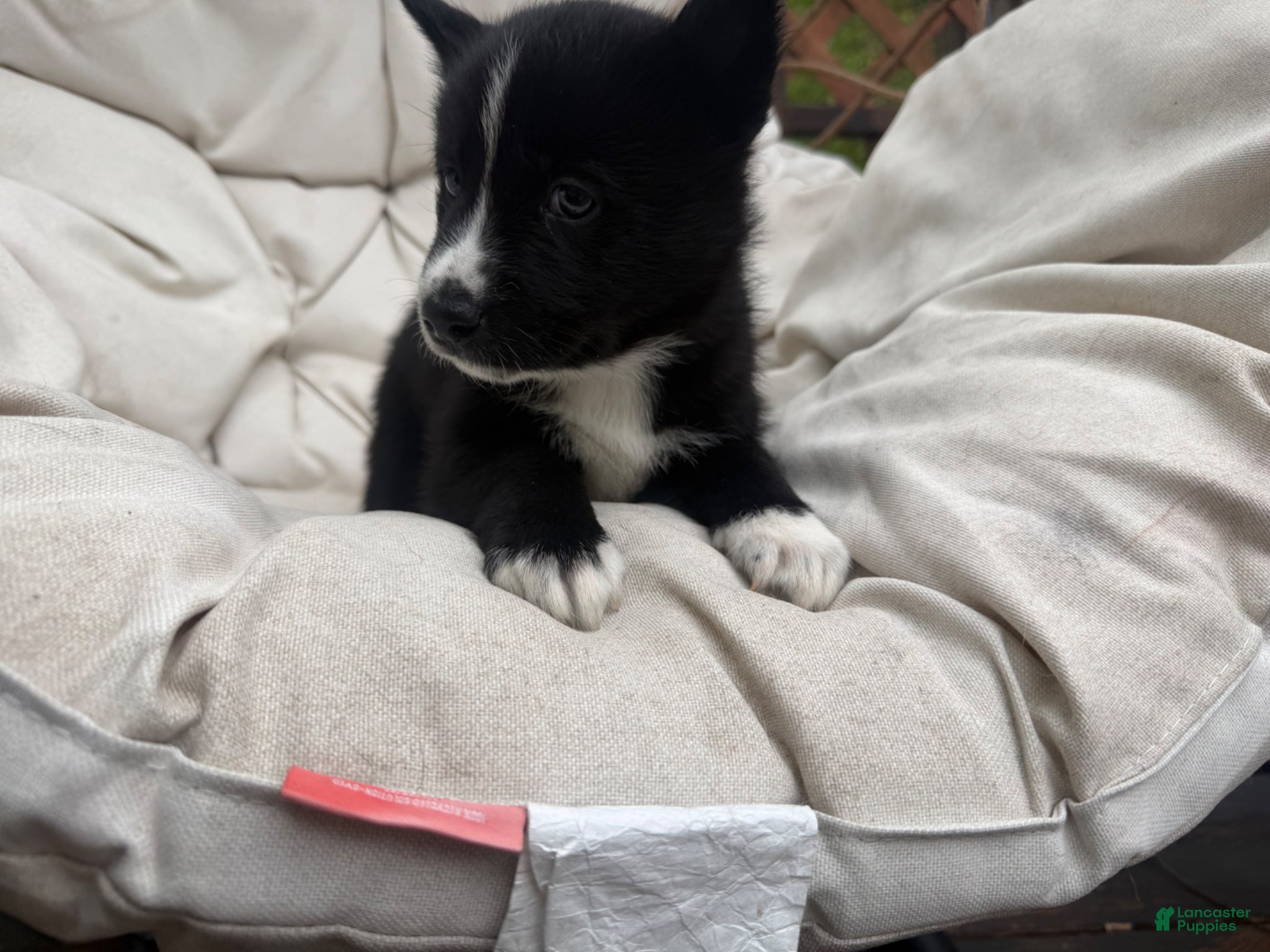 Mixed Breed dogs Shadow - Ad 25