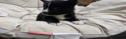 Mixed Breed dogs for sale: Shadow - Ad 4