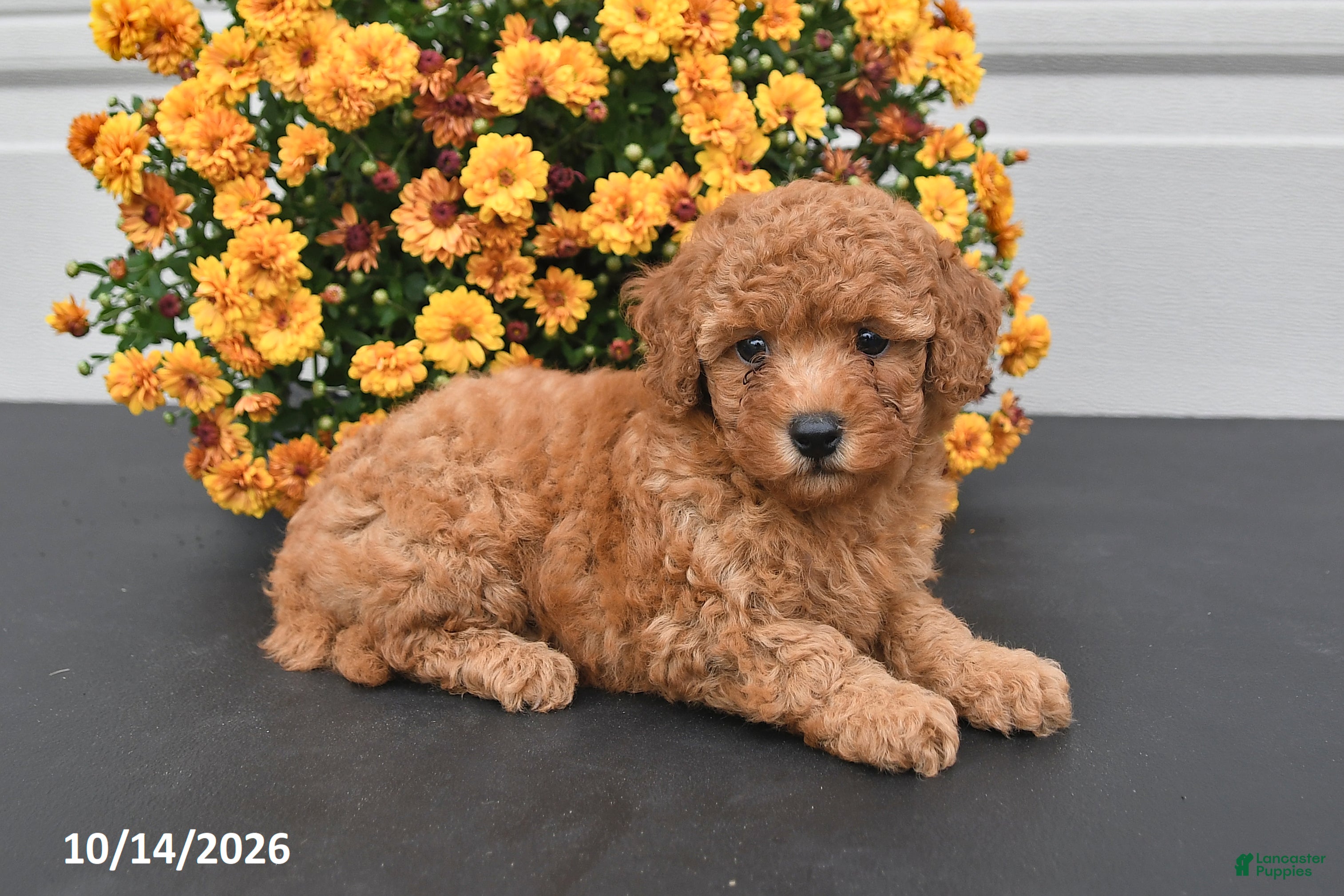 Bichpoo dogs Oliver - Ad 1