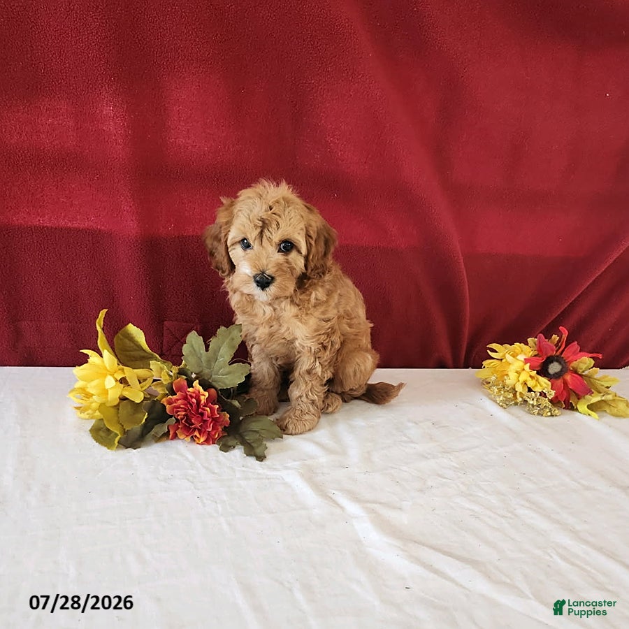 Cavapoo dogs Tribute - Ad 2