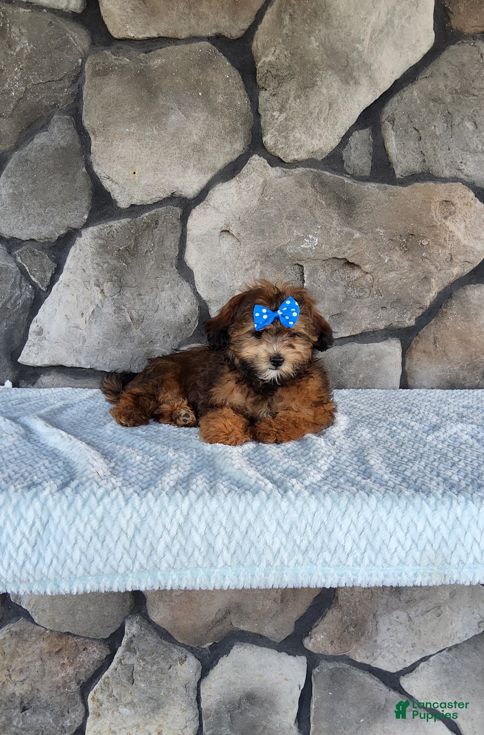 Shihpoo dogs Ace - Ad 2