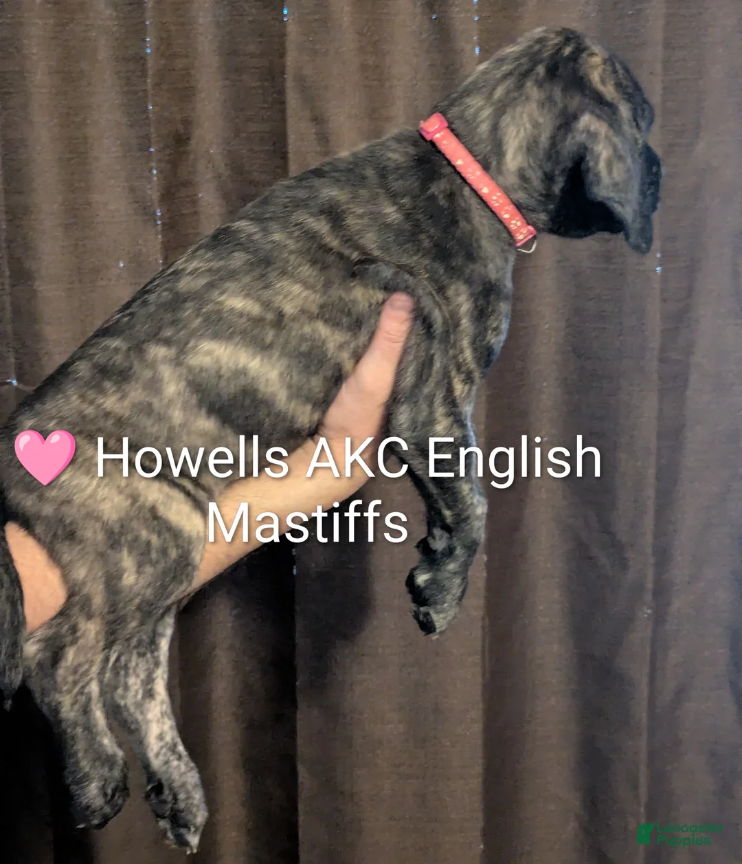 English Mastiff dogs for sale: English Mastiff Puppy pink - Ad 2