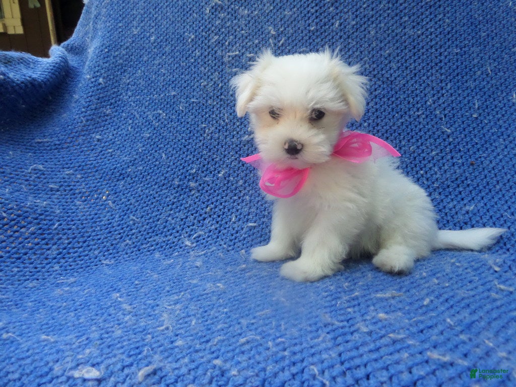 Maltese dogs Faye  - Ad 6