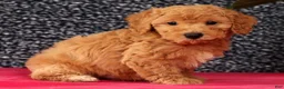 Bichpoo dogs for sale: Flint - Ad 3