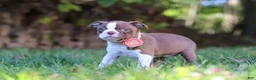 Boston Terrier dogs for sale: Ariana - Ad 3