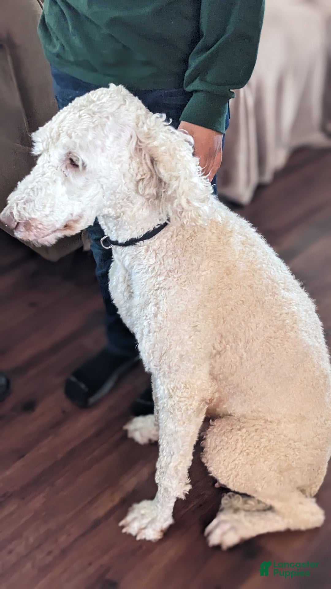 Gallery Image {{count}}