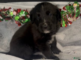 Mixed Breed dogs Selena - Ad 33