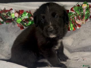 Mixed Breed dogs Selena - Ad 30