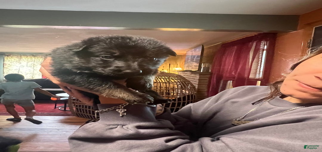 Gallery Image {{count}}