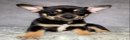 Mixed Breed dogs for sale: Mr. Bailey - Ad 9
