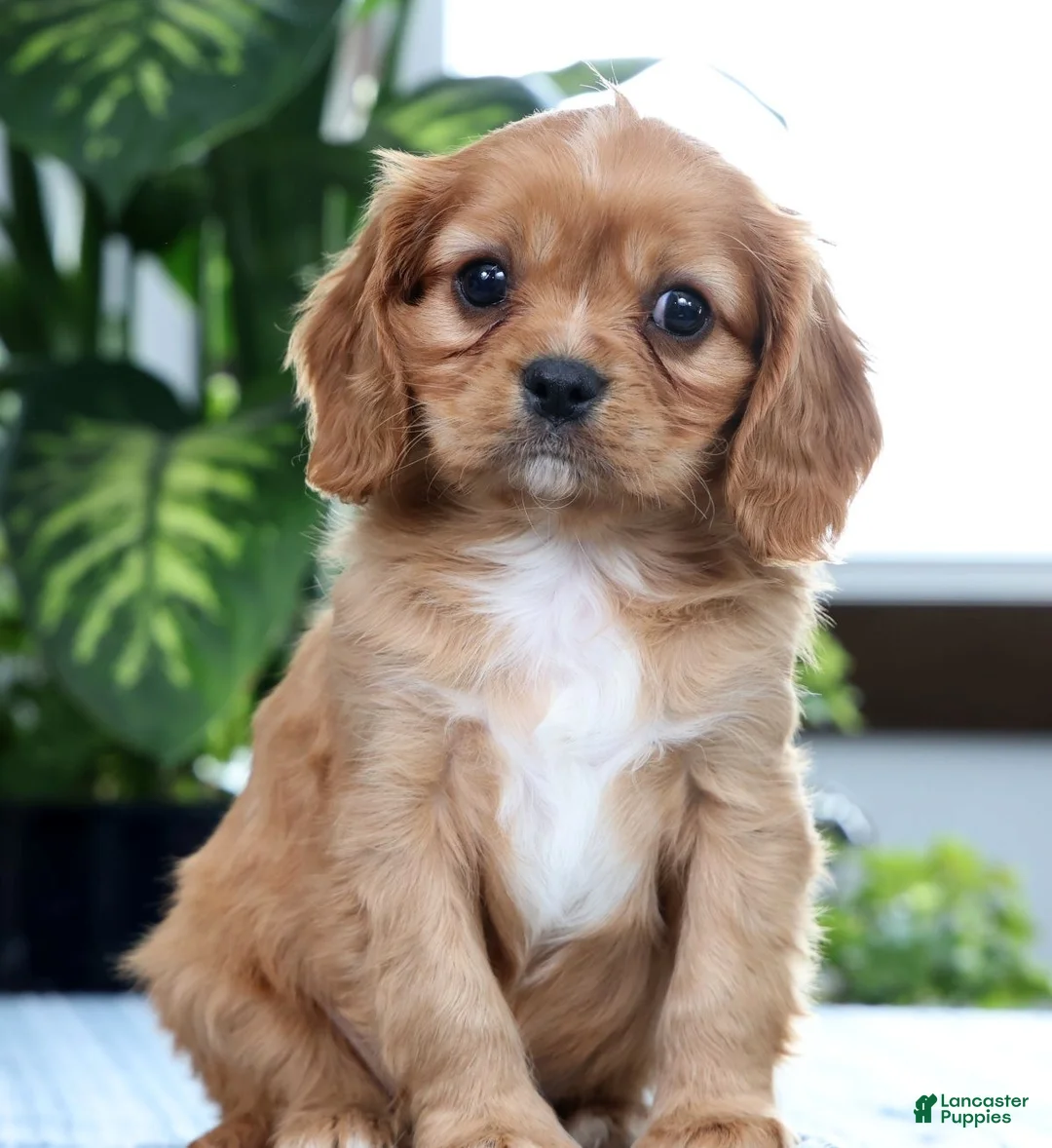 Cavalier King Charles Spaniel dogs for sale: Klint - Ad 1