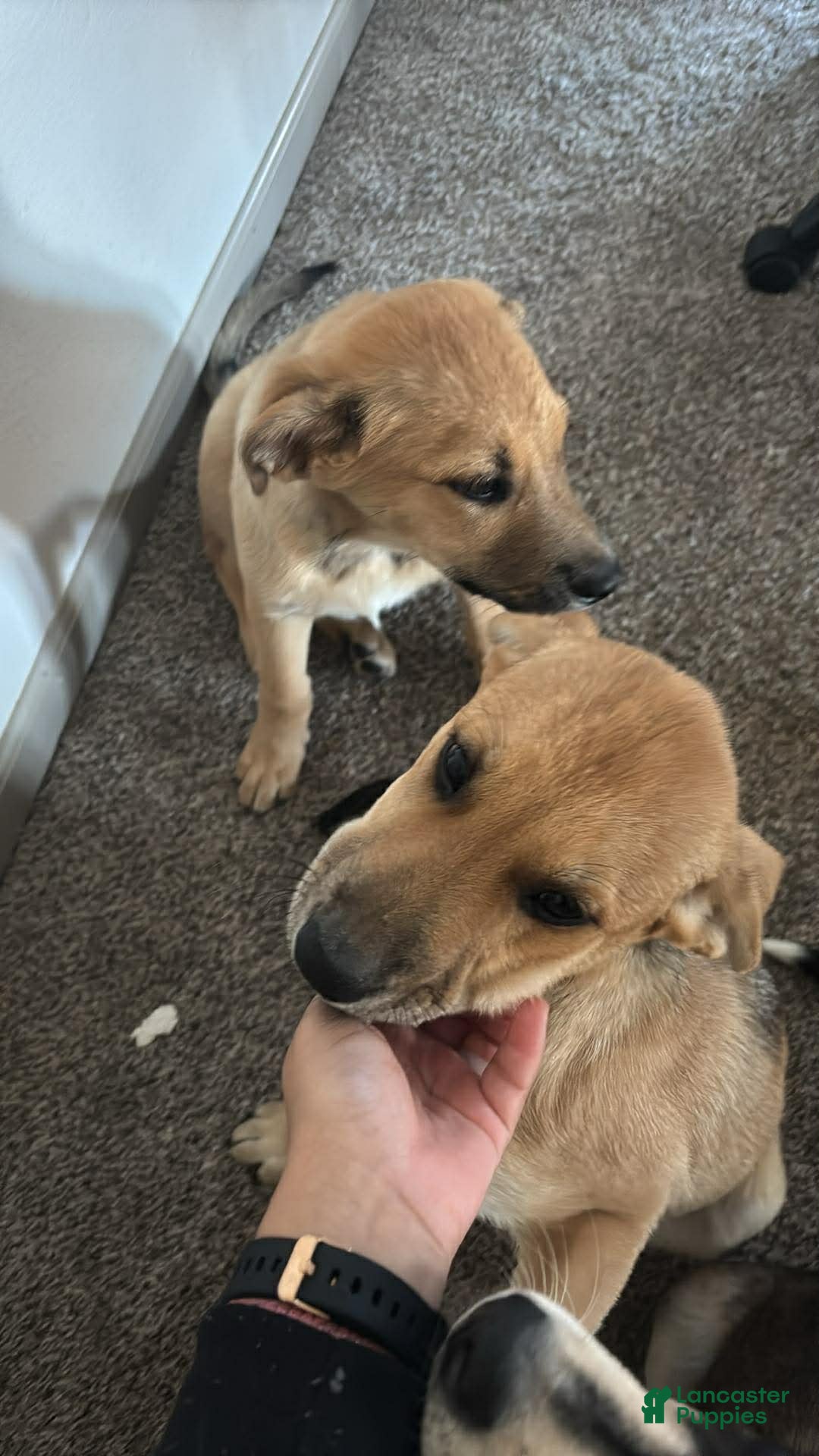 Mixed Breed dogs Athena and Hera  - Ad 22