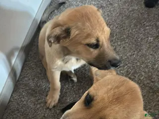 Mixed Breed dogs Athena and Hera - Ad 22