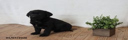 Labrador Retriever dogs for sale: Peppy - Ad 5