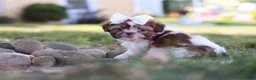 Shih Tzu dogs for sale: Juniper - Ad 3