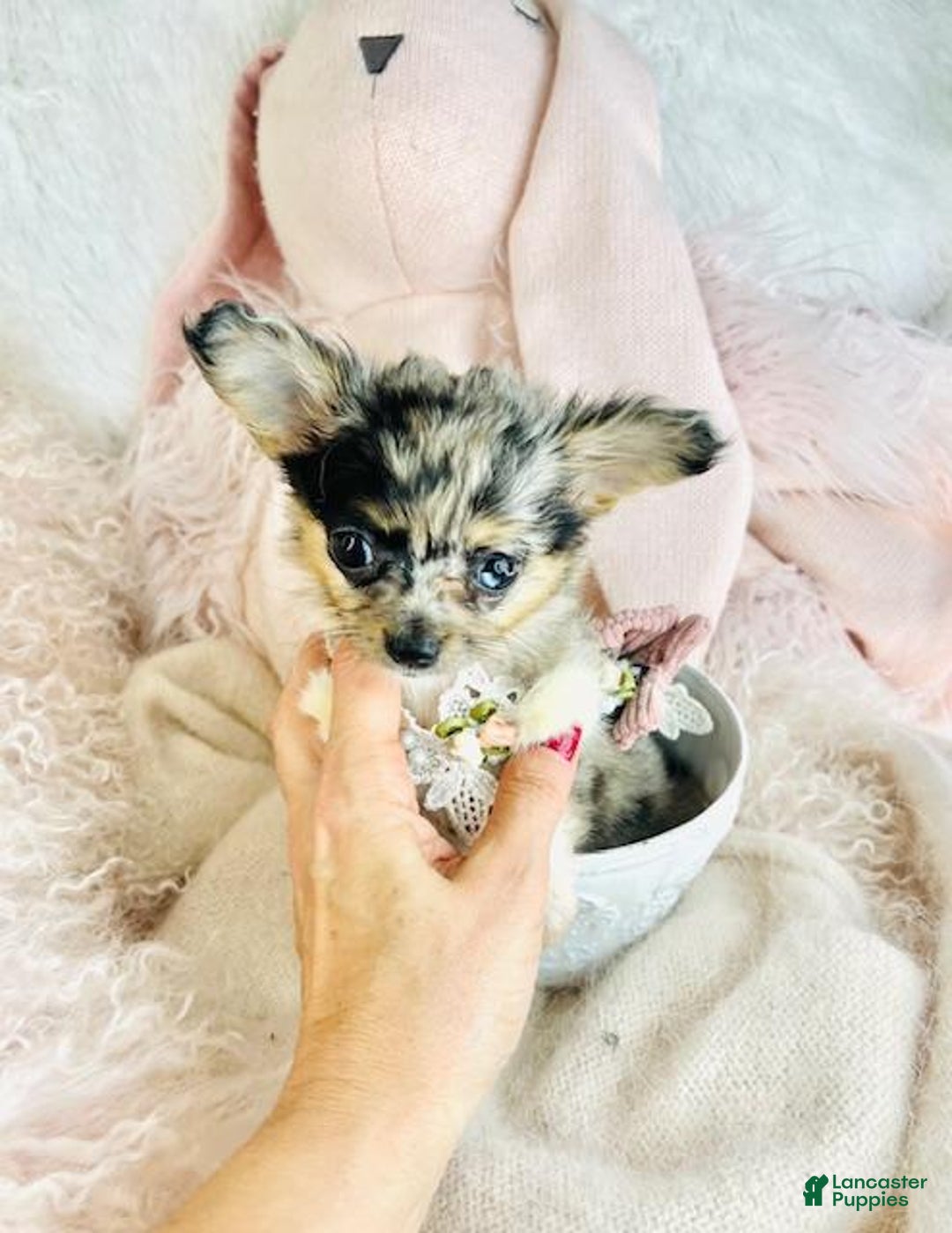 Chihuahua dogs for sale: Chihuahua Puppy 1 - Ad 3