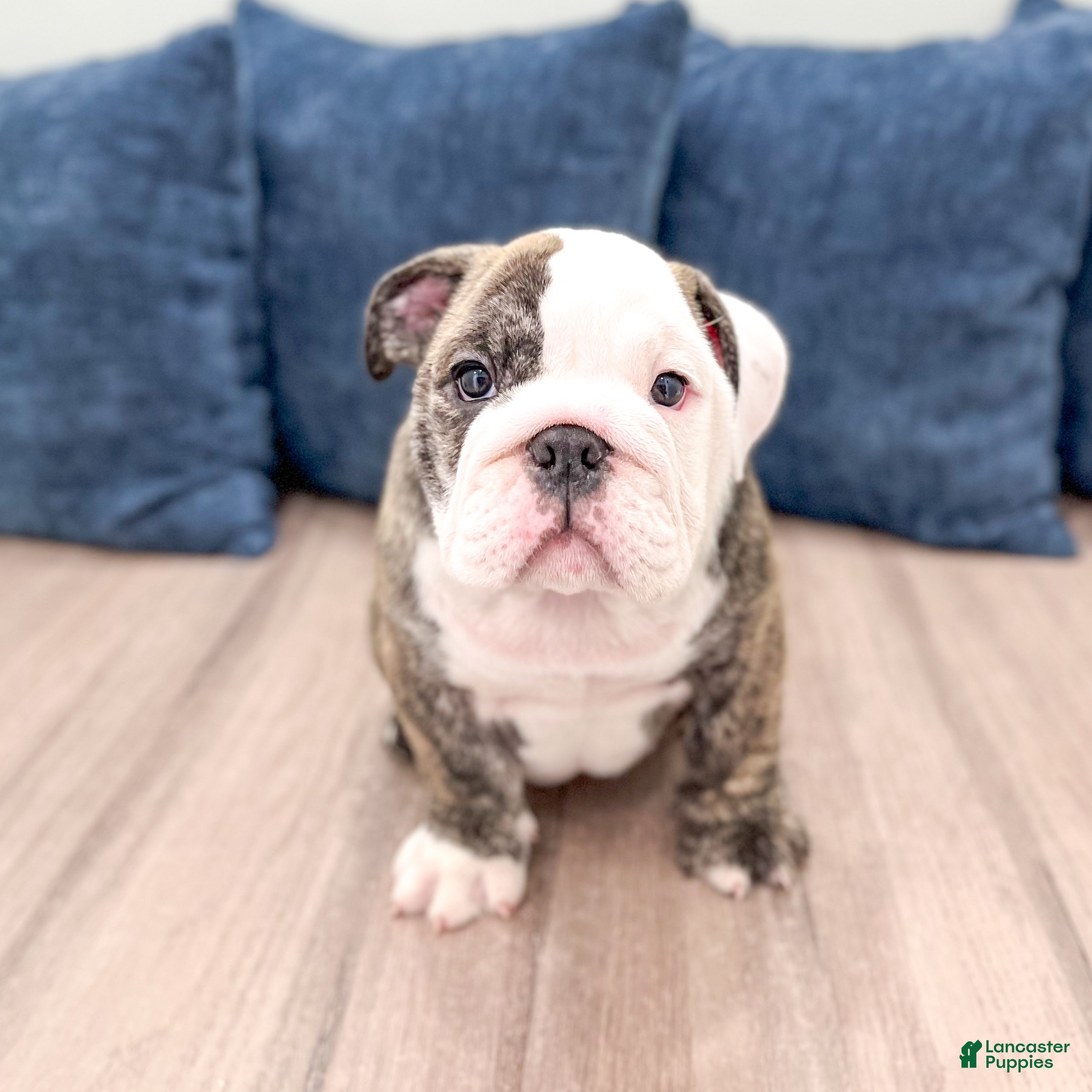 English Bulldog dogs Chase - Ad 1