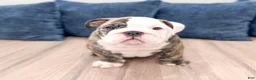 English Bulldog dogs for sale: Chase - Ad 1