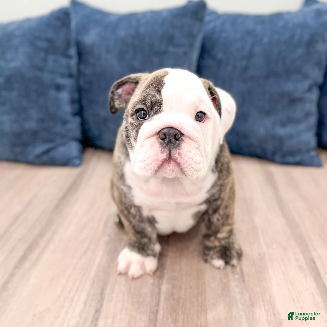 English Bulldog dogs for sale: Chase - Ad 1