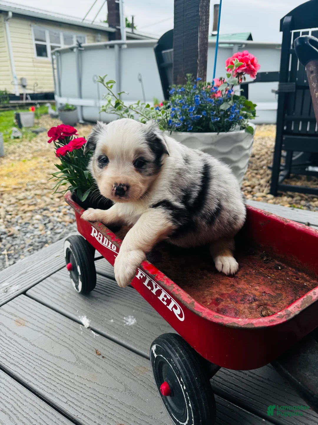 Australian Shepherd dogs for sale: Bingo - Ad 1