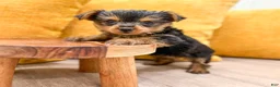 Yorkshire Terrier dogs for sale: Penny - Ad 3