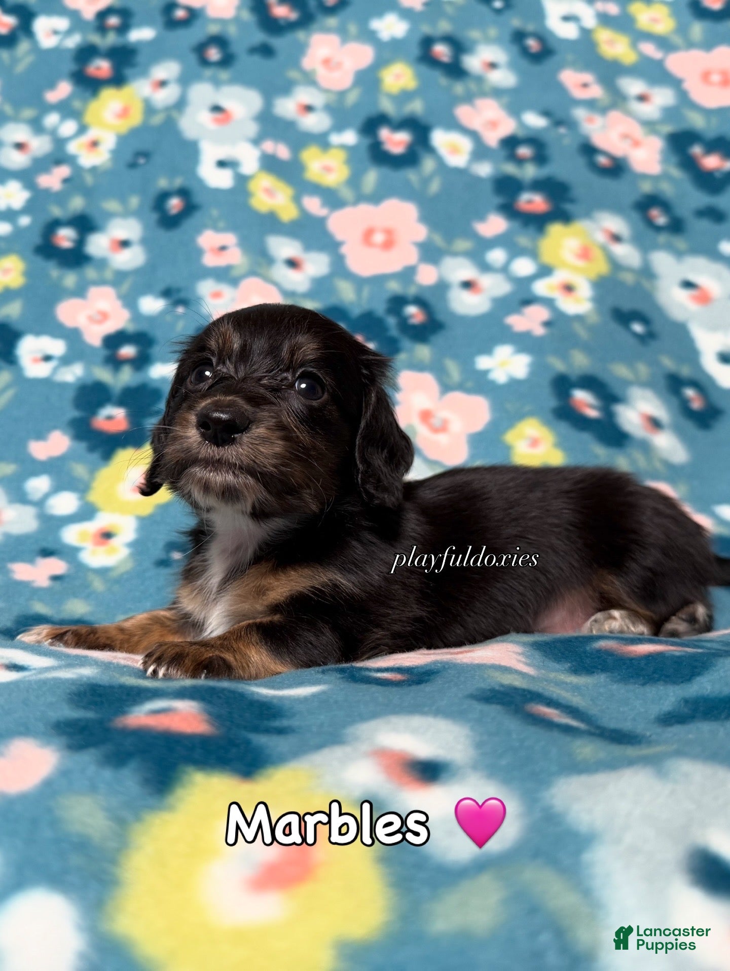 Miniature Dachshund dogs Marbles - Dachshund Puppy Black & Tan Brindle Piebald Long Haired Female - Ad 1
