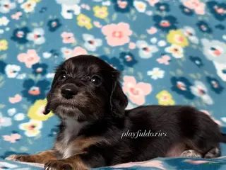 Miniature Dachshund dogs for sale: Ready now! Marbles - Dachshund Puppy Black & Tan Brindle Piebald Long Haired Female - Ad 4