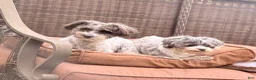 Mixed Breed dogs for sale: Mixed Breed  - Ad 7