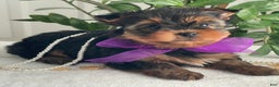 Yorkshire Terrier dogs for sale: Pearl - Ad 11