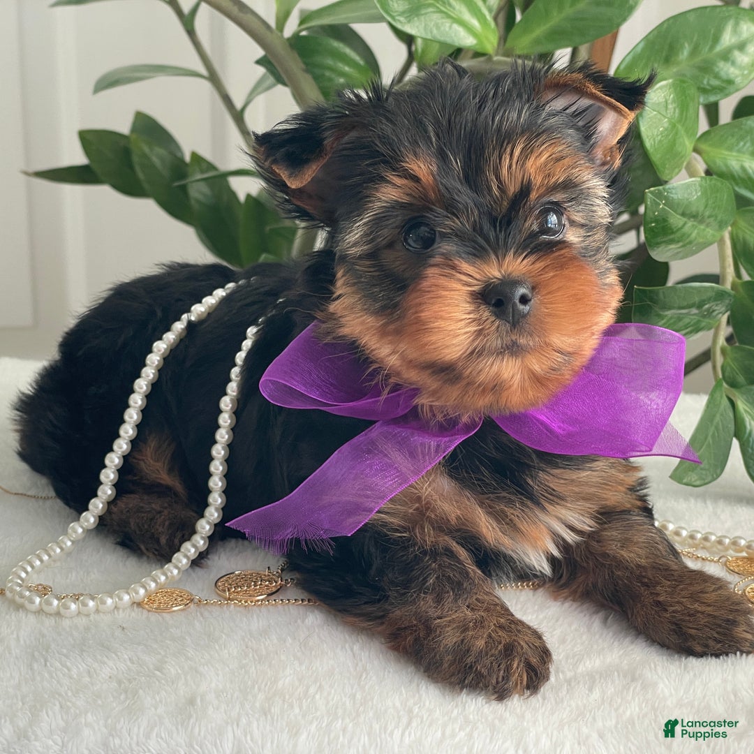 Yorkshire Terrier dogs for sale: Pearl - Ad 11