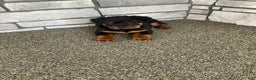 Rottweiler dogs for sale: Rottweiler Puppy 1 - Ad 6