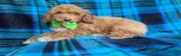 Miniature Poodle dogs for sale: Simba - Ad 6