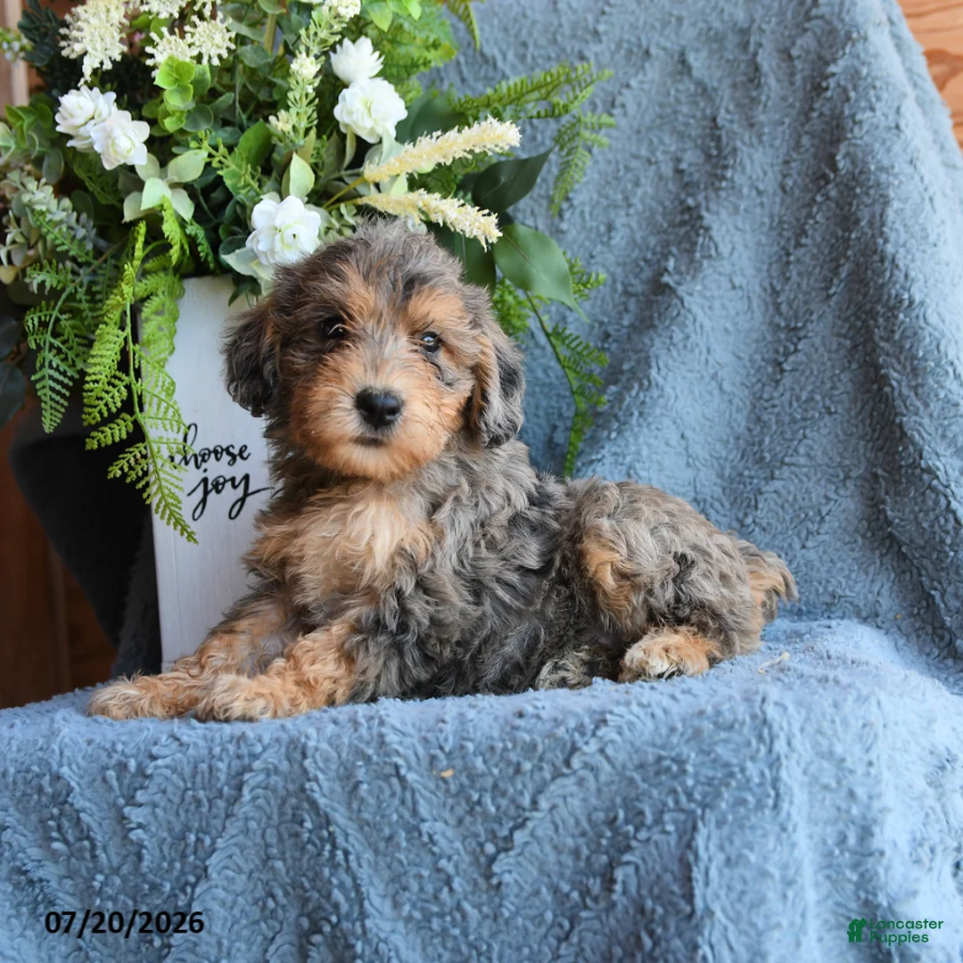 Schnoodle dogs for sale: Olive  - Ad 3