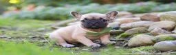 French Bulldog dogs for sale: Brody - Ad 3